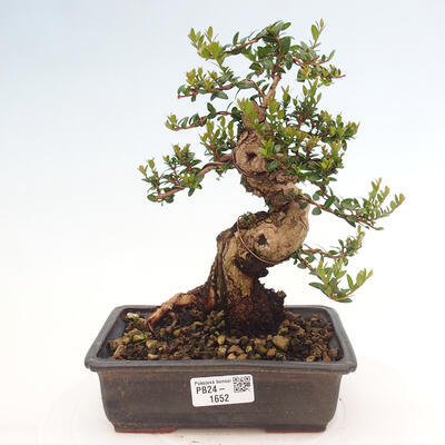 Izbová bonsai - Myrtus communis - Myrta obyčajná - 1