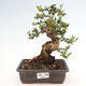 Izbová bonsai - Myrtus communis - Myrta obyčajná - 1/5