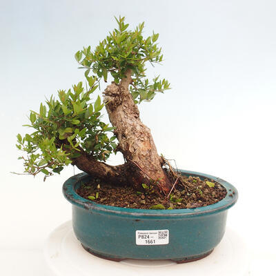 Izbová bonsai - Myrtus communis - Myrta obyčajná - 1