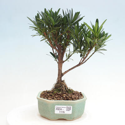 Izbová bonsai - Podocarpus - Kamenný tis - 1