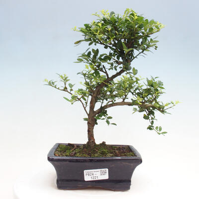 Izbová bonsai - Ilex crenata - Cezmína