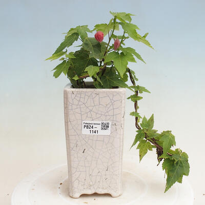 Izbová bonsai - Abutilon Big Bell - Mračniak poříční - 1