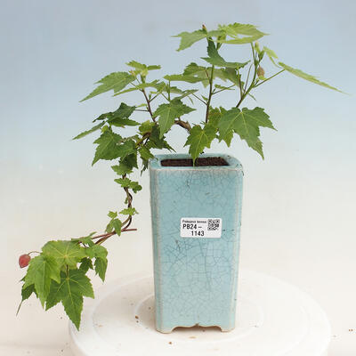 Izbová bonsai - Abutilon Big Bell - Mračniak poříční - 1