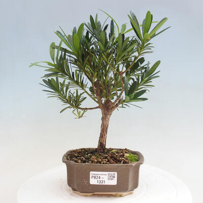 Izbová bonsai - Podocarpus - Kamenný tis - 1