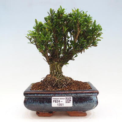 Izbová bonsai - Buxus harlandii - korkový buxus - 1