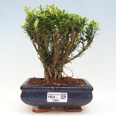 Izbová bonsai - Buxus harlandii - korkový buxus - 1