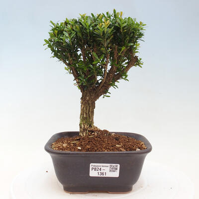 Izbová bonsai - Buxus harlandii - korkový buxus - 1