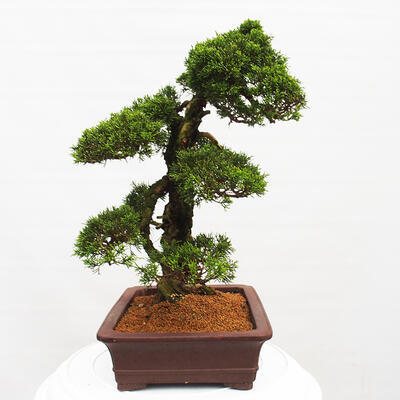 Vonkajší bonsai - Juniperus chinensis Itoigawa -Jalovec čínsky - 2