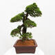 Vonkajší bonsai - Juniperus chinensis Itoigawa -Jalovec čínsky - 2/5