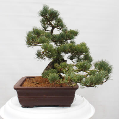 Vonkajšie bonsai - Pinus parviflora - Borovica drobnokvetá - 2