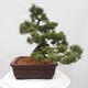 Vonkajšie bonsai - Pinus parviflora - Borovica drobnokvetá - 2/5