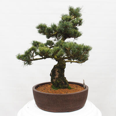 Vonkajšie bonsai - Pinus parviflora - Borovica drobnokvetá - 2