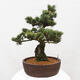 Vonkajšie bonsai - Pinus parviflora - Borovica drobnokvetá - 2/4