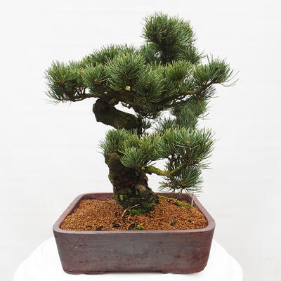 Vonkajšie bonsai - Pinus parviflora - Borovica drobnokvetá - 2