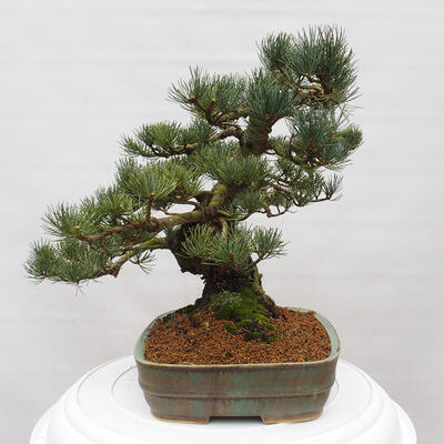 Vonkajšie bonsai - Pinus parviflora - Borovica drobnokvetá - 2