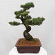 Vonkajšie bonsai - Pinus parviflora - Borovica drobnokvetá - 2/5