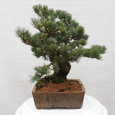 Vonkajšie bonsai - Pinus parviflora - Borovica drobnokvetá - 2