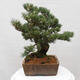 Vonkajšie bonsai - Pinus parviflora - Borovica drobnokvetá - 2/5