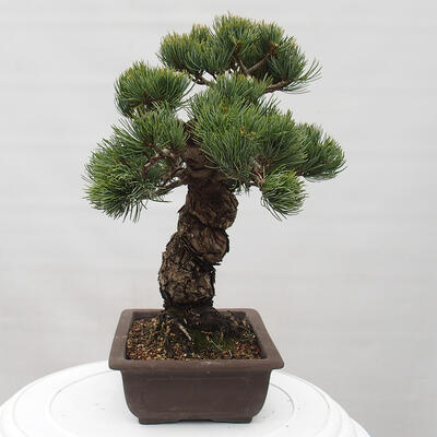 Vonkajšie bonsai - Pinus parviflora - Borovica drobnokvetá - 2