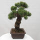 Vonkajšie bonsai - Pinus parviflora - Borovica drobnokvetá - 2/5