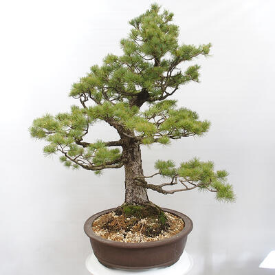 Vonkajšie bonsai - Pinus parviflora - Borovica drobnokvetá - 2