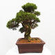 Vonkajší bonsai - Juniperus chinensis Itoigawa -Jalovec čínsky - 2/5