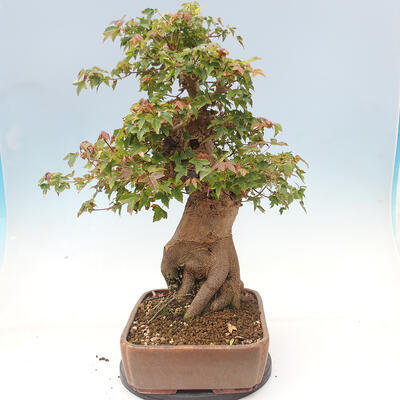 Vonkajšie bonsai - Javor Buergerianum - Javor Burgerův - 2