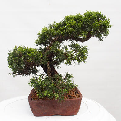 Vonkajší bonsai - Juniperus chinensis Itoigawa -Jalovec čínsky - 2