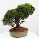 Vonkajší bonsai - Juniperus chinensis Itoigawa -Jalovec čínsky - 2/5