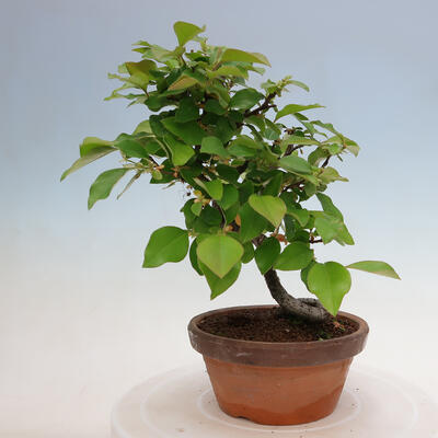 Vonkajšie bonsai - Pseudocydonia sinensis - Duloň čínska - 2