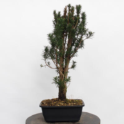 Vonkajší bonsai - Taxus cuspidata - Tis japonský - 2