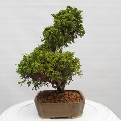 Vonkajší bonsai - Juniperus chinensis Itoigawa -Jalovec čínsky - 2