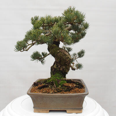 Vonkajšie bonsai - Pinus parviflora - Borovica drobnokvetá - 2