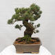 Vonkajšie bonsai - Pinus parviflora - Borovica drobnokvetá - 2/5