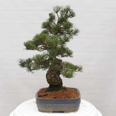 Vonkajšie bonsai - Pinus parviflora - Borovica drobnokvetá - 2