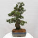 Vonkajšie bonsai - Pinus parviflora - Borovica drobnokvetá - 2/5