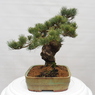 Vonkajšie bonsai - Pinus parviflora - Borovica drobnokvetá - 2