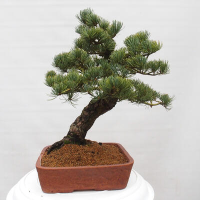 Vonkajšie bonsai - Pinus parviflora - Borovica drobnokvetá - 2