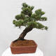 Vonkajšie bonsai - Pinus parviflora - Borovica drobnokvetá - 2/5