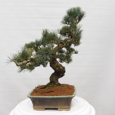 Vonkajšie bonsai - Pinus parviflora - Borovica drobnokvetá - 2