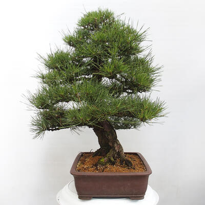 Vonkajšie bonsai - Pinus thunbergii - Borovica thunbergova - 2