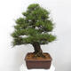 Vonkajšie bonsai - Pinus thunbergii - Borovica thunbergova - 2/6