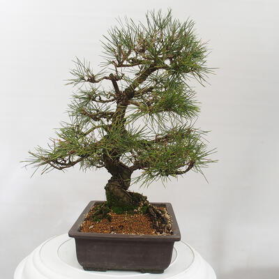 Vonkajšie bonsai - Pinus thunbergii - Borovica thunbergova - 2