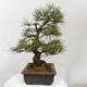 Vonkajšie bonsai - Pinus thunbergii - Borovica thunbergova - 2/5