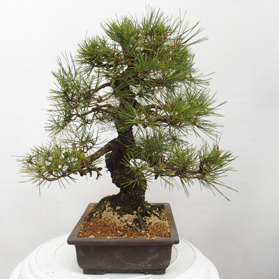 Vonkajšie bonsai - Pinus thunbergii - Borovica thunbergova - 2