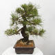 Vonkajšie bonsai - Pinus thunbergii - Borovica thunbergova - 2/5