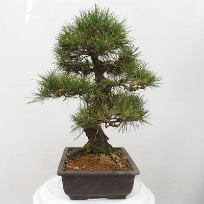 Vonkajšie bonsai - Pinus thunbergii - Borovica thunbergova - 2