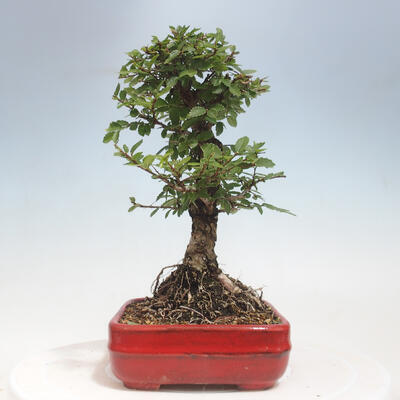 Vonkajšie bonsai - Zelkova - Zelkova Nirom - 2