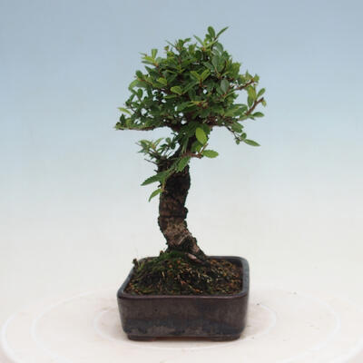 Vonkajšie bonsai - Zelkova - Zelkova NIRE - 2