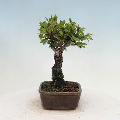 Vonkajšie bonsai - Zelkova - Zelkova NIRE - 2